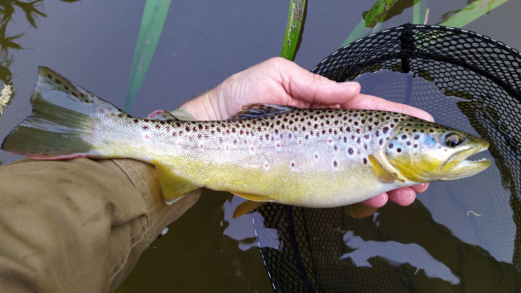 Photo of big trout number 3